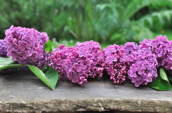 Flores lilás em uma prancha — Fotografia de Stock