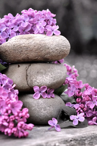 Πέτρες και τα ιώδη λουλούδια — Φωτογραφία Αρχείου
