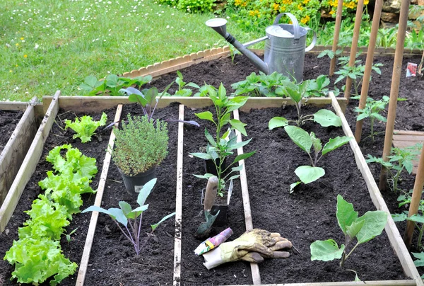 Seedling in a patch — Stock Photo, Image