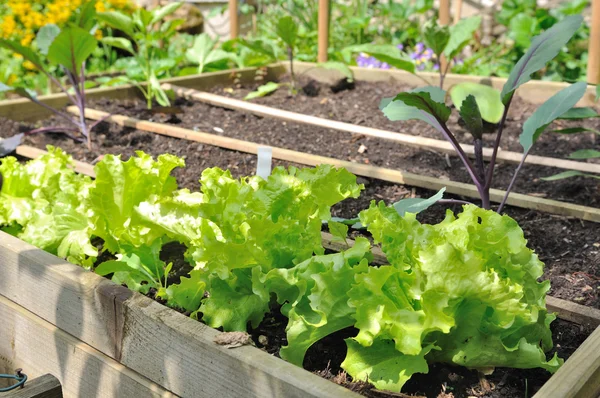 Lettuce in a vegetable patch — Stock Photo, Image