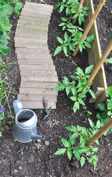 Plantación de plantas de tomate — Foto de Stock