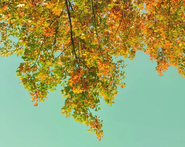 Autumnal foliage on blue — Stock Photo, Image