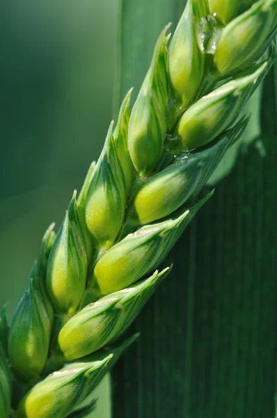 Closeup on corn of wheat — Stock Photo, Image