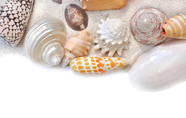 Groep van schelpen op zand — Stockfoto
