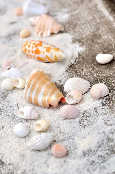 Seashells on wooden plank — Stock Photo, Image