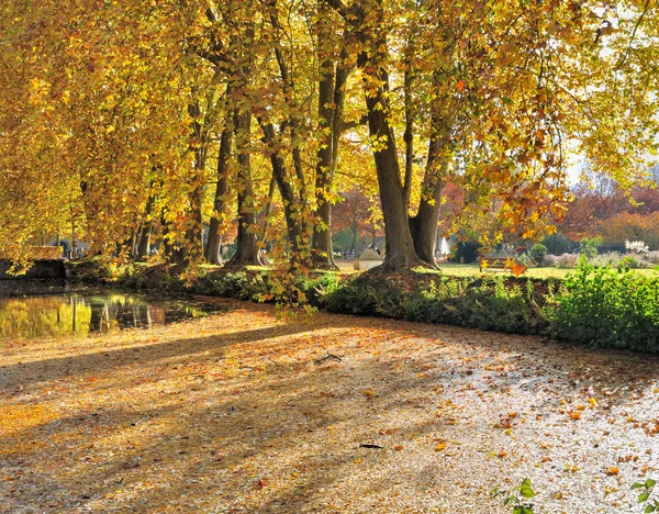 Stromy na břehu na podzim — Stock fotografie