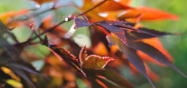 Red leaves of a maple japan — Stock Photo, Image