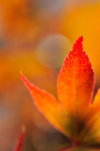 Beautiful leaf of maple japan — Stock Photo, Image