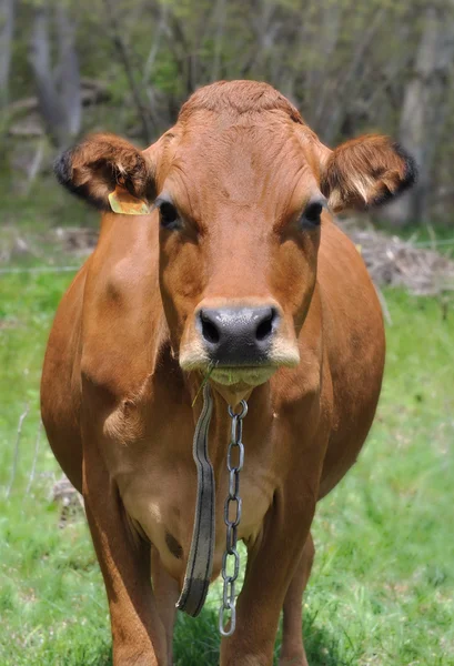 Viso di mucca marrone — Foto Stock