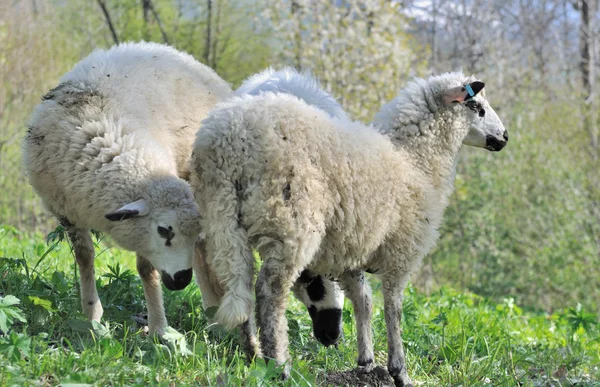 3 つのかわいい羊 — ストック写真