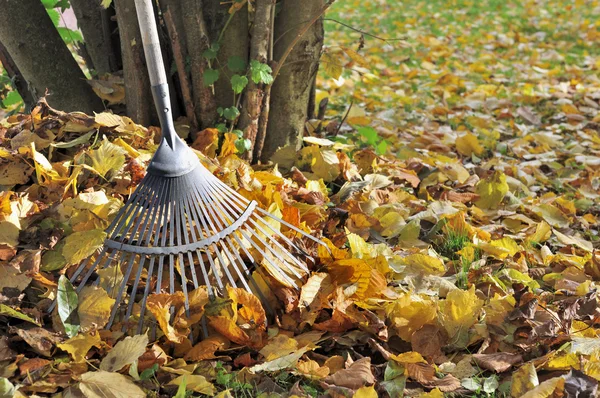 Raking folhas mortas — Fotografia de Stock