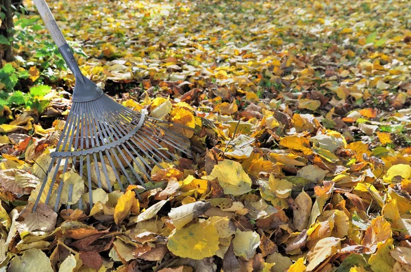 Gereblyézés halott levelek — Stock Fotó