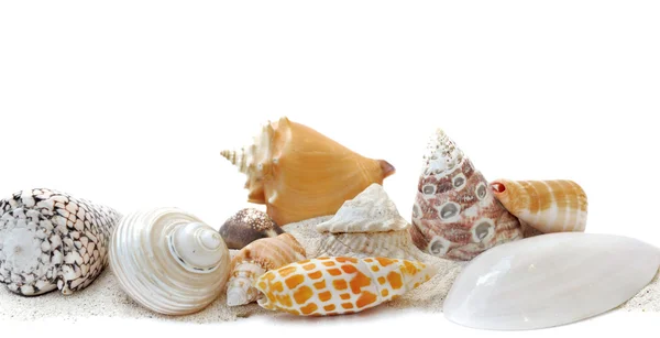 Exotic seashells on sand — Stock Photo, Image