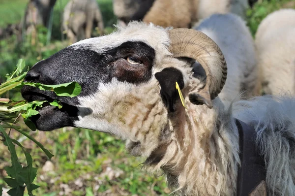 Sheep grazing grass — Stock Photo, Image