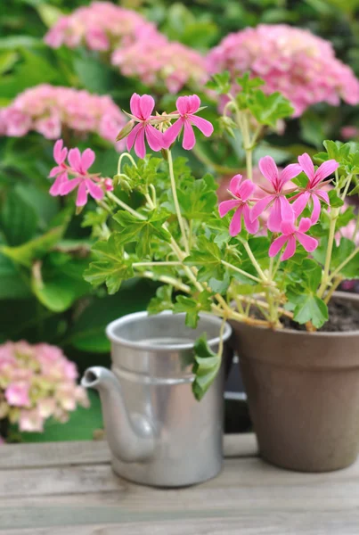 Geranien und Metalldosen — Stockfoto