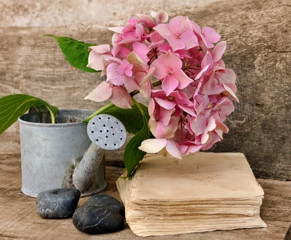 Hortênsia flor e livro — Fotografia de Stock