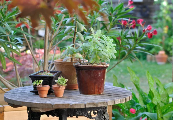 Bloemen potten in de tuin — Stockfoto