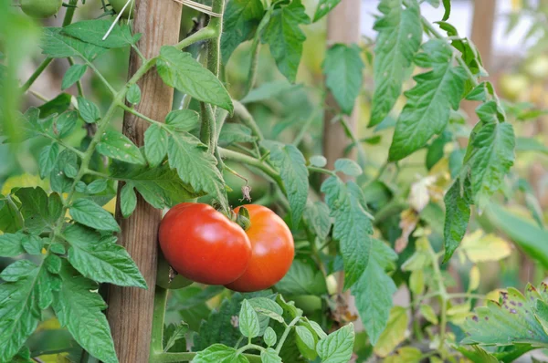 Röd tomatplantor — Stockfoto