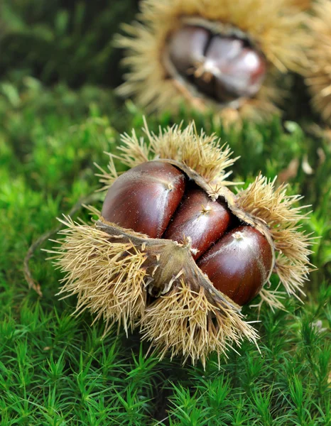 Chestnuts in shell — Stock Photo, Image