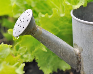 marul sulama olabilir