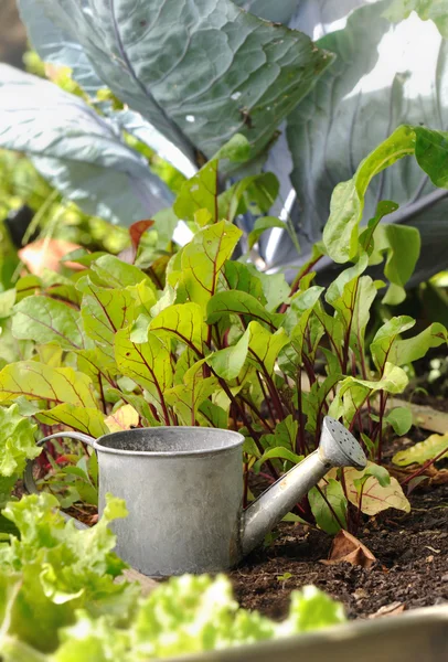 Watering can in a patch — Stock Photo, Image