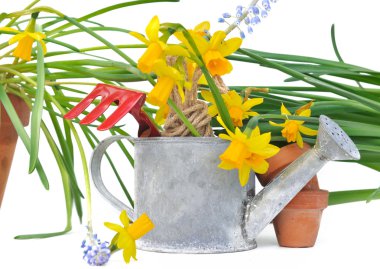 Nergis ve araçları