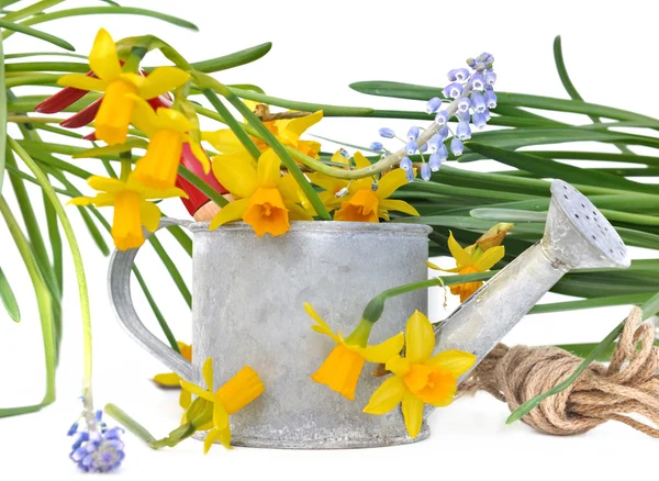 Narcisos en una regadera — Foto de Stock