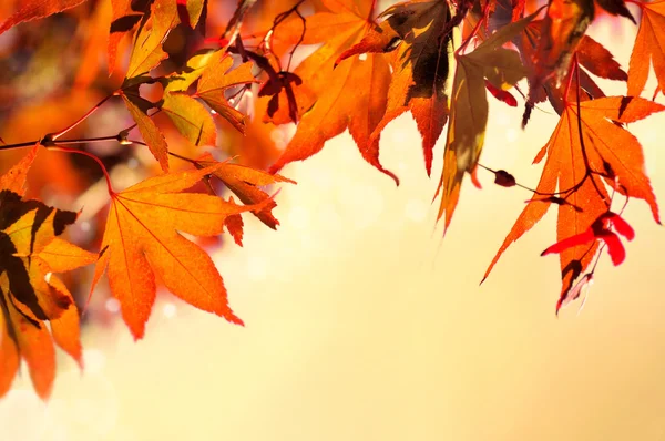 yanan akçaağaç yaprağı