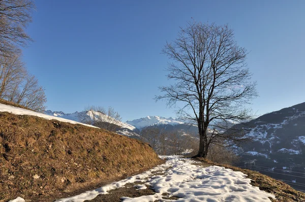 Albero in inverno — Foto Stock