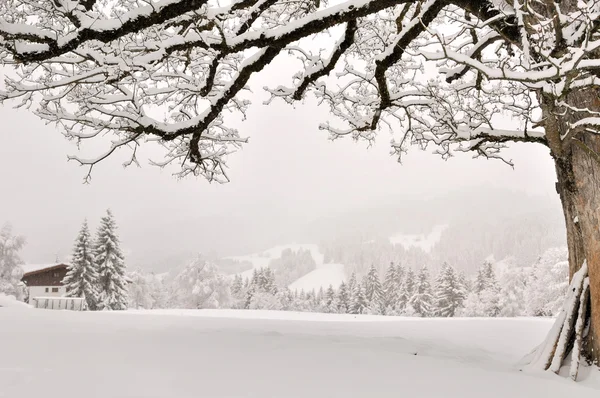 Снежный пейзаж и дерево — стоковое фото