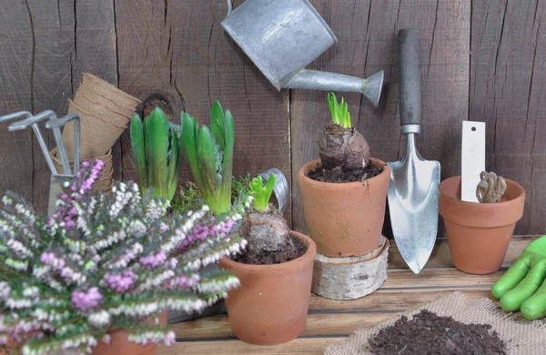 Zahradnické Zařízení Zahradním Nářadím Hyacintem Dřevěném Podkladu — Stock fotografie