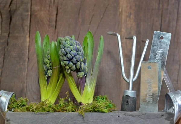 Der Nähe Wachsen Hyazinthen Einem Blumentopf Neben Gartengeräten Auf Hölzernem — Stockfoto