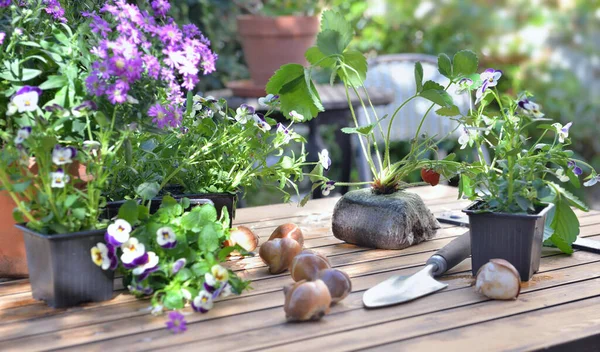 放置在庭院里的木制桌子上的花和球茎 — 图库照片