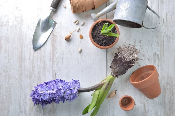 Vista Superior Jacinto Con Raíces Macetas Con Equipo Jardinería Una — Foto de Stock