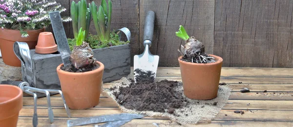 Peralatan Kebun Dan Pot Hyacinth Pada Latar Belakang Kayu — Stok Foto