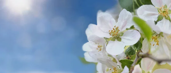 Zavřít Krásné Bílé Květy Třešně Květ Slunné Obloze Pozadí — Stock fotografie