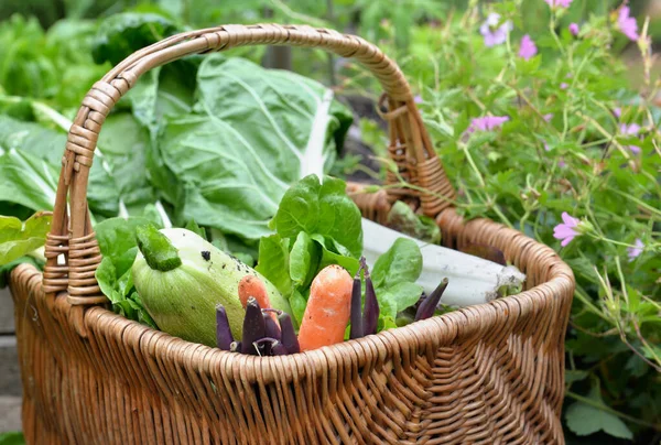 Frisches Gemüse Einem Weidenkorb Einem Blühenden Gemüsegarten — Stockfoto