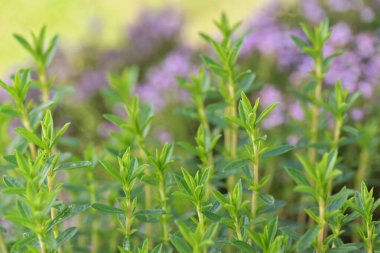 Bahçede yetişen aromatik otların çalılığına yakın. 