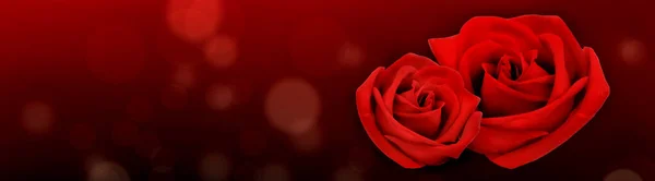 Zwei Rote Rosen Auf Rot Mit Unscharfen Lichtern Hintergrund Panoramablick — Stockfoto