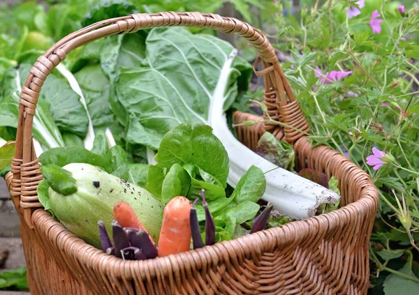 Mangold Salatzucchini Karotten Und Bohnen Einem Weidenkorb Gemüsegarten — Stockfoto