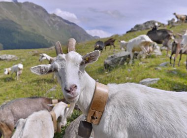Beyaz alp keçisinin portresi, arka planda dağ kamerası olan bir sürüde. 