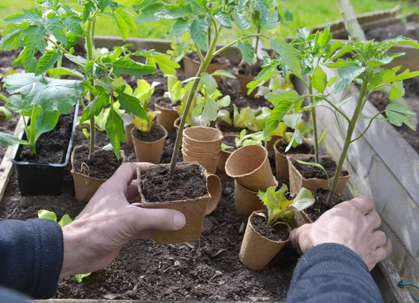 Close Hands Gardener Holding Tomato Seedling Ready Planted Garden — Stock Photo, Image