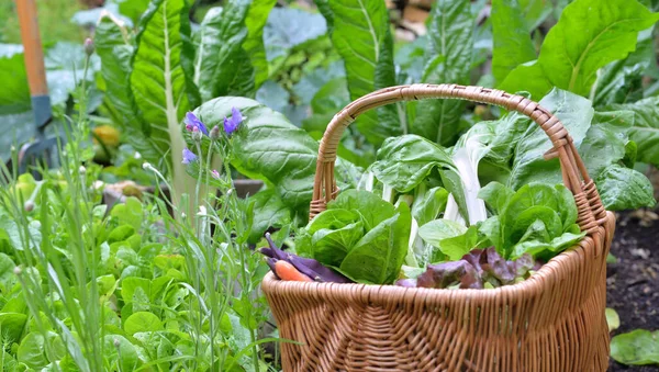 Daun Kebun Dan Selada Dalam Keranjang Wicker Diletakkan Kebun Sayuran — Stok Foto