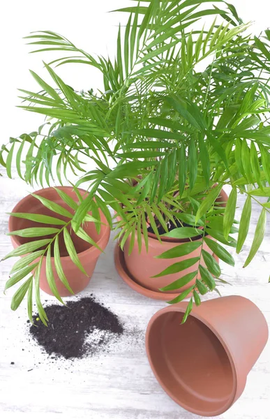 Groene Huisplant Een Plastic Pot Naast Terra Cotta Potten Een — Stockfoto