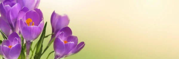 Cerca Hermoso Cocodrilo Violeta Floreciendo Vista Panorámica Sobre Fondo Verde — Foto de Stock