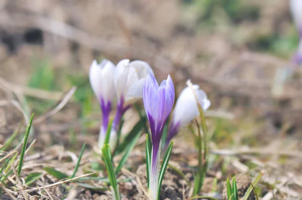 Close Wild Pretty Crocus White Pink Blooming End Winter — Stock Photo, Image