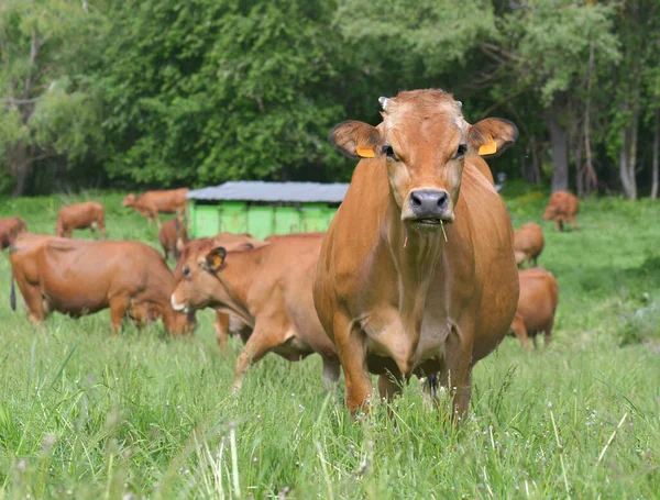 美丽的棕色高山奶牛 带着其他奶牛背景的草色相机 — 图库照片