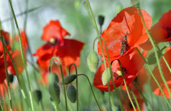 Hermosas Flores Amapolas Rojas Floreciendo Prado Con Abejas Melíferas — Foto de Stock