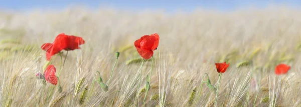 Mısır Gevreği Tarlasında Açan Kırmızı Gelinciklerin Panoramik Görüntüsü — Stok fotoğraf