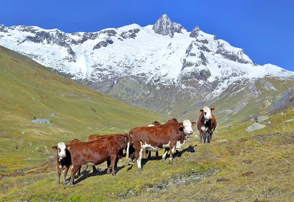 Alpina Bruna Och Vita Kor Fäboden Ett Vackert Bergslandskap Med — Stockfoto